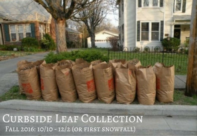 NF leaf collection.jpg
